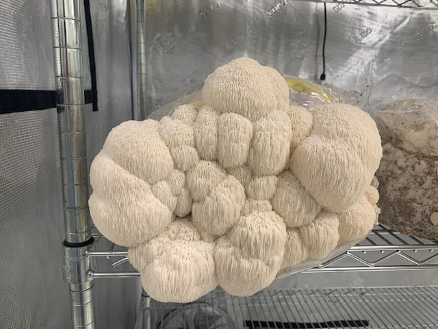 Mad Hatter Farms Dried Lion's Mane Powder