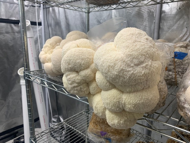 Mad Hatter Farms Dried Lion's Mane Powder