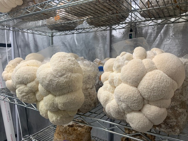 Mad Hatter Farms Dried Lion's Mane Powder