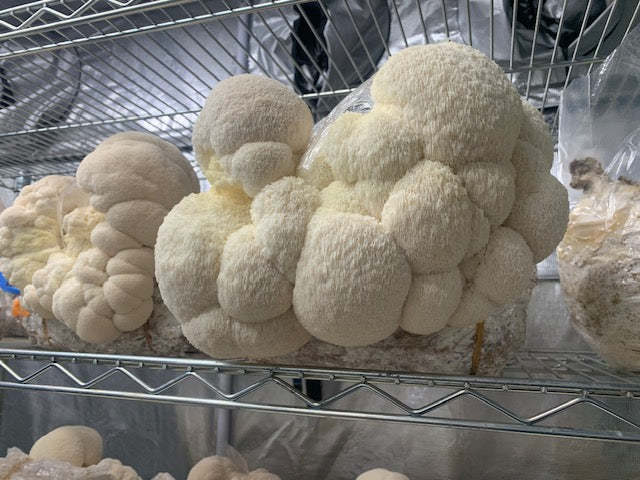Mad Hatter Farms Dried Lion's Mane Powder