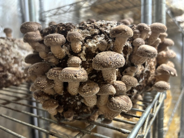 Dried Shiitake Mushrooms