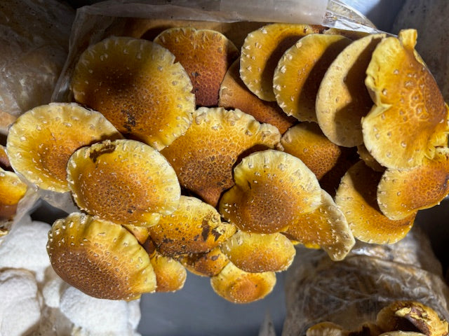 Dried Chestnut Mushrooms